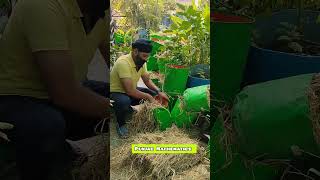 Organic farming terrace garden organic vegetables rooftopgardning shortvideo shortfeed shorts [upl. by Ahsienar956]