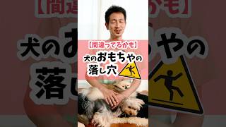 【それ、間違ってるかも】犬のおもちゃの落し穴dog 犬のしつけ 犬のいる暮らし [upl. by Nnylecoj909]