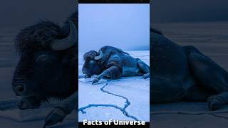 Scientist Found 50000 Years Old Buffalo  Blue Babe sciencefacts [upl. by Peirsen]