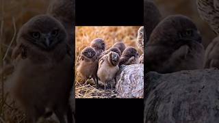 Baby burrowing owlstiny explorers with big eyes long legs and rattlesnake mimicry skills animals [upl. by Bihas230]