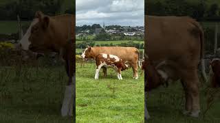 Мама жизнь удалась Mama I am so happy to be here cow Ireland baby [upl. by Yttel837]