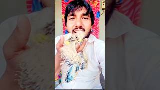 Halo dosto batao ye kya Hai kabootarandakaisedetiha bird pigeon sortvideo trending viralvideo [upl. by Nnylidnarb]