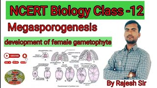 developmentoffemalegametophyte megasporogenesis ncertbiology rajeshsirbio neet rajeshsir [upl. by Tandy]