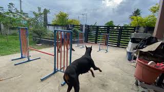 Doberman agility training TURNS [upl. by Aicelef]