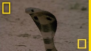 Cobra vs Mongoose  National Geographic [upl. by Hcirdeirf265]