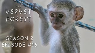 Vera Struggles With Moms Baby Monkey ASMR New Orphan Dougie  Vervet Forest  S2Ep16 [upl. by Umeh]