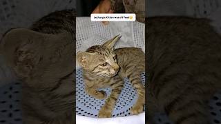 Treatment of Swollen Throat Kittenanimalsrescue kitten pets [upl. by Nordgren]