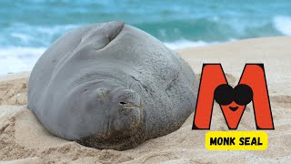 ABC Endangered Sea Animal Song for Kids  Learn Ocean Creatures A to Z  Phonics  abcd [upl. by Nomis]