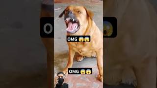 Dog sound dog barking loud😱shorts viralshort trendingshorts [upl. by Sad]