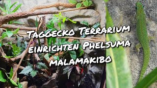 Taggecko Terrarium einrichten Phelsuma malamakibo [upl. by Willing]