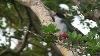 AVES DE CUBA BIRDS OF CUBA TOCOROROCOTORRASBEEHUMMINBIRD [upl. by Anitsyrc55]