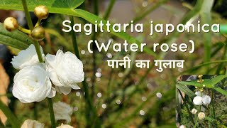 sagittaria japonica japanese arrowhead water rose white water rose plant caring tips [upl. by Ahsikcin]