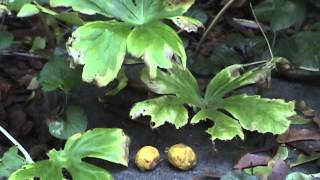 Edible Plants Mayapple Fruit [upl. by Ccasi]