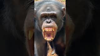 chimps shortsviral [upl. by Ahsad66]