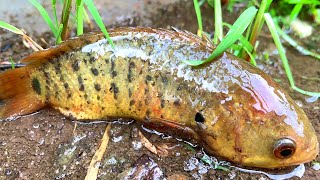 Top 5 Rain Day Fishing Video Find and Catch Climbing Perch Fish in Flowing Water Rainy Season [upl. by Ad]