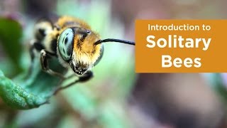 Introduction to Solitary Bees [upl. by Hollah]