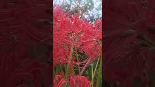 Lycoris radiata 석산 [upl. by Solley]