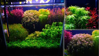 3 Cara Trimming Dutchstyle Rotala orange juice amp Ludwigia Sp Red Aquascape Indonesia [upl. by Trammel]