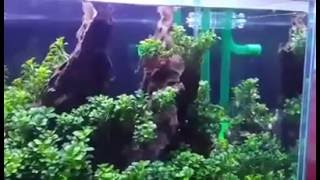 Nana petite anubias Aquarium tank [upl. by Klug]