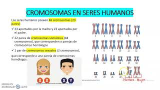 LOS CROMOSOMAS EN SERES HUMANOS [upl. by Folberth]