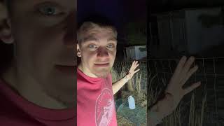 We Caught the critter that killed my chickens Jesus GrayGang [upl. by Zubkoff430]