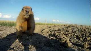 Коммунальная квартираTarbagan Marmot and Isabelline Wheatear [upl. by Nilyahs]