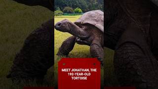 Meet Jonathan The 192 year old tortoise  tortoise animals animallover facts [upl. by Trembly194]