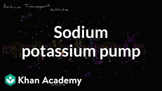 Sodium potassium pump  Membranes and transport  Biology  Khan Academy [upl. by Haslam]