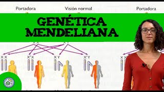 Genética mendeliana 2 🧪 Ejercicio resuelto de EBAU EvAU  PAU [upl. by Nij]