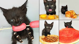 Top 5 Kitten ASMR Eating Compilation  Part 2 [upl. by Ytinav]