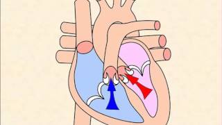 Cardiac Cycle [upl. by Aerdna]