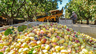 Pistachios Harvesting Process  How To Grow Pistachios  Modern Pistachios Harvesting Machine [upl. by Enylorac]