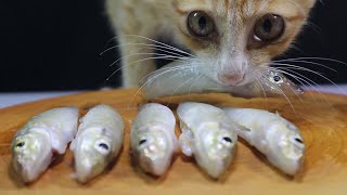 ASMR  Kitten Eating Raw [upl. by Gombosi]