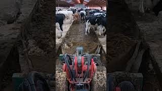 Cleaning cowshed cows cow cowtreatment farming diaryfarm farm animals cowshed [upl. by Isabel]