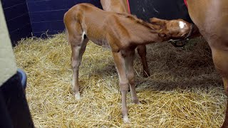 Night Shift at Hagyard  Foal Play  A Kentucky Original Series [upl. by Adev896]