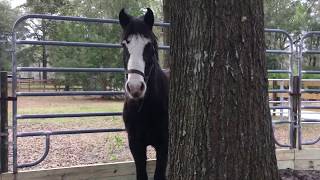 Extreme Mustang Makeover DAY 1 Florida 2019 [upl. by Tnomyar]