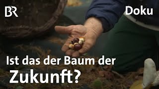 Esskastanie Ein Baum für die Zukunft gegen Klimawandel  Zwischen Spessart und Karwendel  Doku BR [upl. by Huntington]