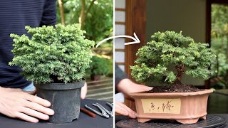 How to make a Bonsai tree [upl. by Anifares]