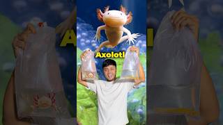 বাংলাদেশে রহস্যময় মাছ Axolotl প্রজননের ২য় প্রচেষ্টা axolotl ornofpets [upl. by Lilaj]