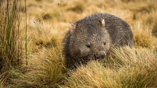 Calls for greater support to protect wombats from deadly skin disease [upl. by Ettevahs234]