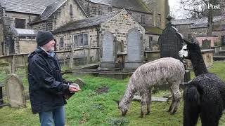 Calverley Alpacas 26th March 2021 [upl. by Odlanor]