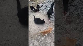 El saca tripas de Reynosa gatos humor comedia cat comedy reynosatamaulipas usa 956 8997 🤣🤣 [upl. by Kaya]