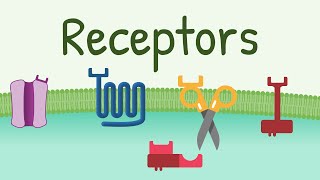 Receptors Types amp Functions [upl. by Amand428]