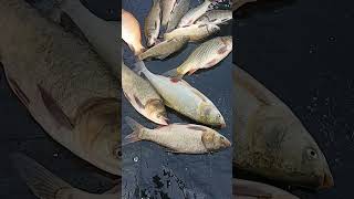 Fish market 🐠like video [upl. by Ulysses]