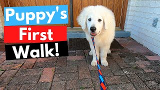 Taking Kuvasz Puppy for his First Walk [upl. by Alohs]