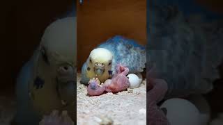 Budgies Feeding Its Baby 🥰😍  beautiful budgies shorts [upl. by Ashlin]