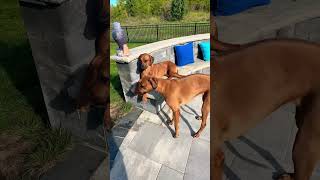 Rhodesian Ridgebacks taking some time to enjoy the Autumn morning 😍☀️🐾 rhodesianridgeback dogs [upl. by Meyers278]