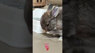 Adorable Rabbit Cleaning His Face with His Paws [upl. by Nash]