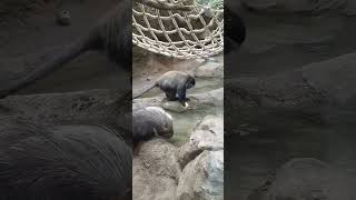 Blue Faced Monkey and Porcupine Kansas City Zoo [upl. by Astred]