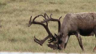 North Slope Alaska Rocky Osborne ALASKA CARIBOU CH2M HILL Prudhoe Bay AK some nice bulls [upl. by Amoakuh]